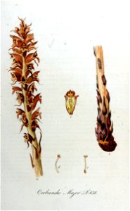 Orobanche major — Flora Batava — Volume v11