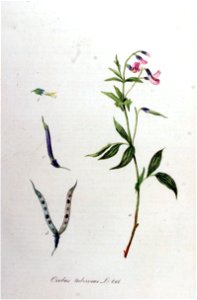 Orobus tenuifolius — Flora Batava — Volume v11