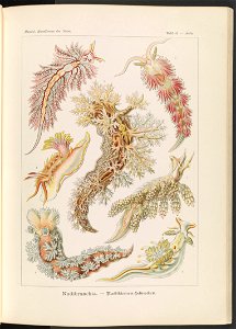 Nudibranchia. - Nacktkiemen-Schnecken LCCN2015648929
