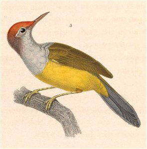 Orthotomus cucullatus 1838