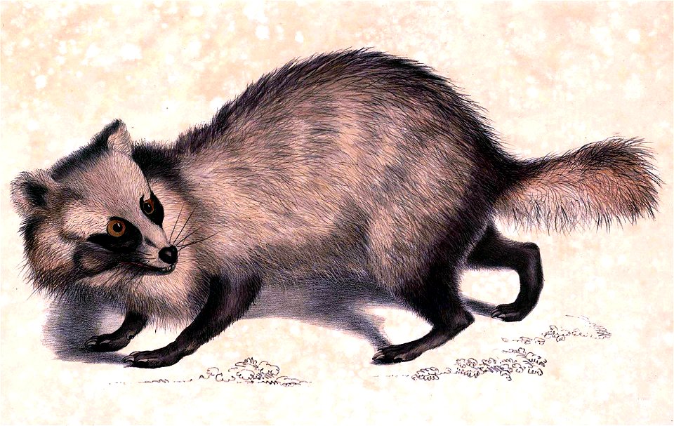 Nyctereutes procyonoides procyonoides Hardwicke