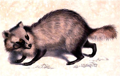 Nyctereutes procyonoides procyonoides Hardwicke