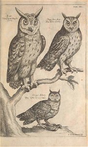 Ornithology tab 12