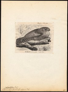 Nyctibius grandis - 1700-1880 - Print - Iconographia Zoologica - Special Collections University of Amsterdam - UBA01 IZ16700025