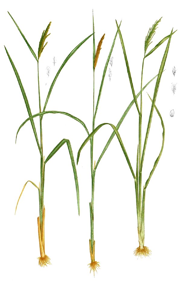 Oryza sativa Blanco1.102-cropped
