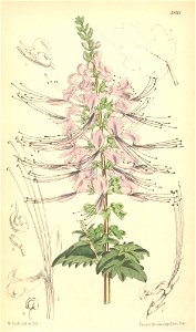 Orthosiphon stamineus