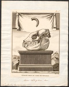 Nycticebus tardigradus - 1773-1807 - Print - Iconographia Zoologica - Special Collections University of Amsterdam - UBA01 IZ19700107