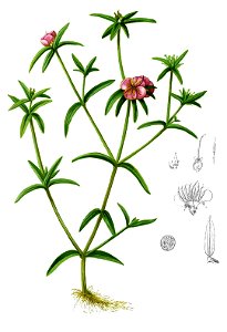 Osbeckia chinensis Blanco2.421-cropped