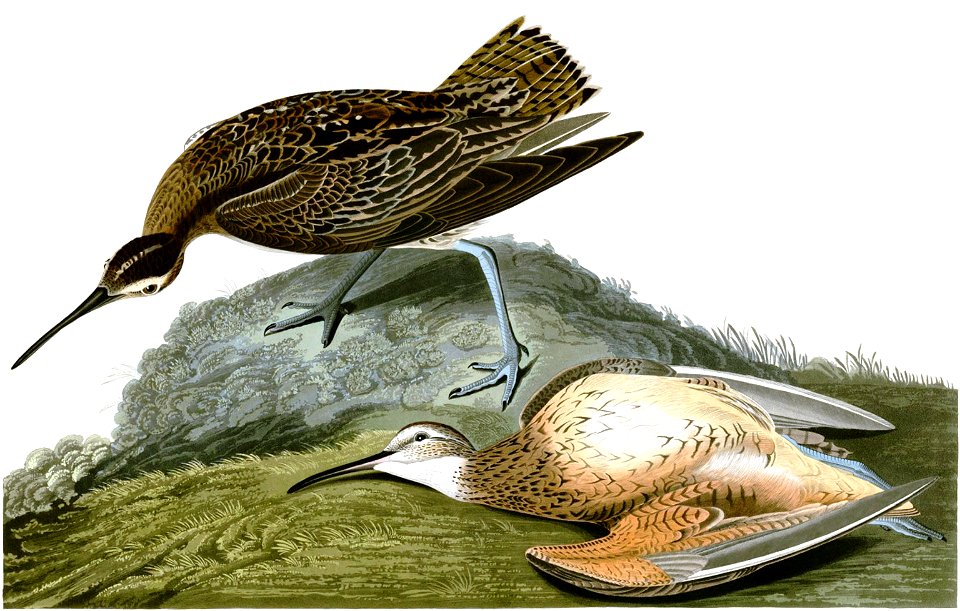 Numenius borealisAWP208AA2