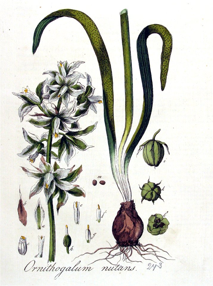 Ornithogalum nutans — Flora Batava — Volume v4