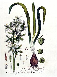 Ornithogalum nutans — Flora Batava — Volume v4