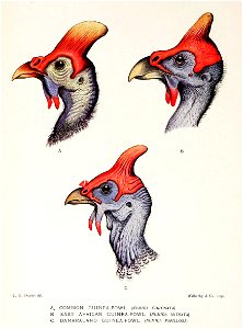 NumidaHeadsDavies