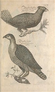 Ornithology tab 30