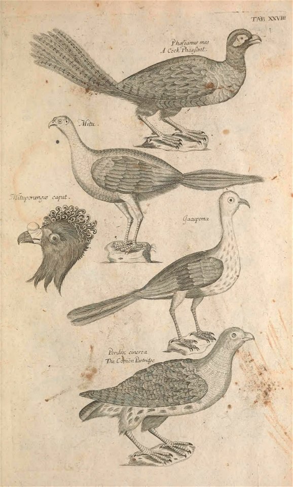 Ornithology tab 28