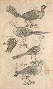 Ornithology tab 28