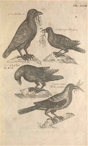 Ornithology tab 18