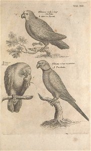 Ornithology tab 16