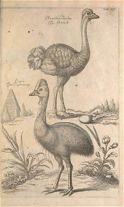 Ornithology tab 25