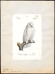 Nyctea nivea - 1842-1848 - Print - Iconographia Zoologica - Special Collections University of Amsterdam - UBA01 IZ18400011