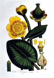 Nuphar lutea — Flora Batava — Volume v1