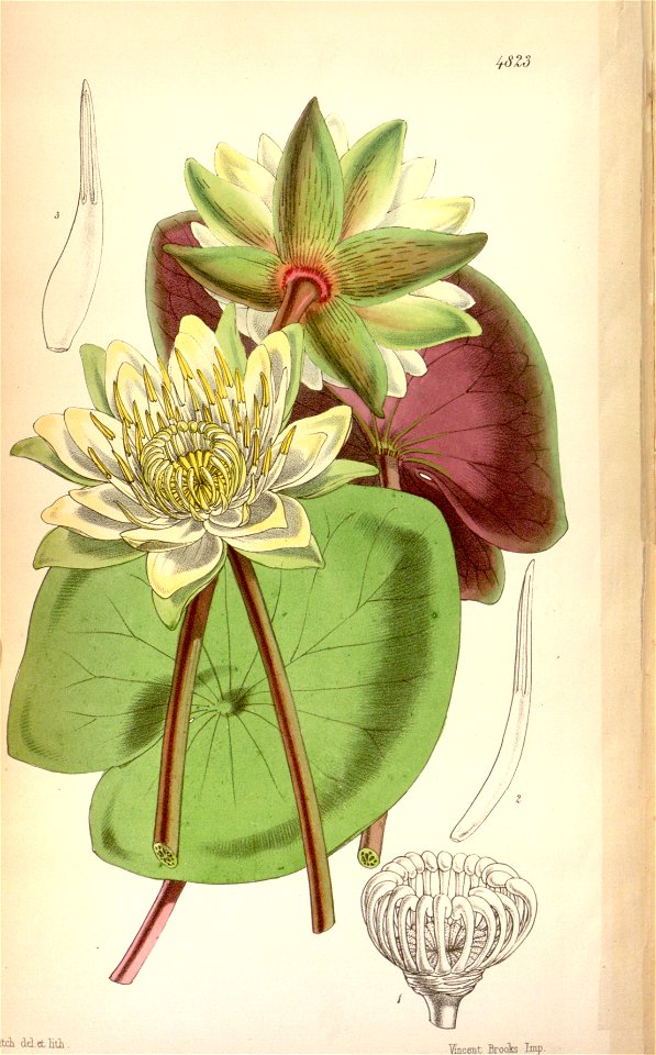 Nymphaea amazonum Bot. Mag. 80. 4823. 1854