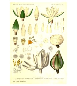 Nymphaea rudgeana a