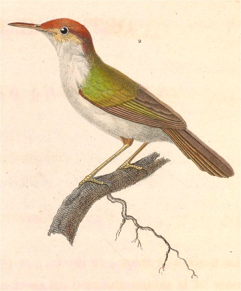 Orthotomus sutorius edela 1838
