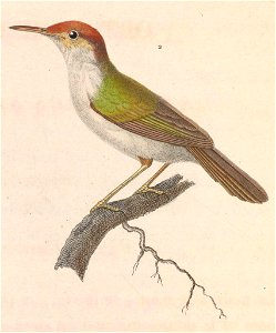 Orthotomus sutorius edela 1838