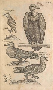 Ornithology tab 4