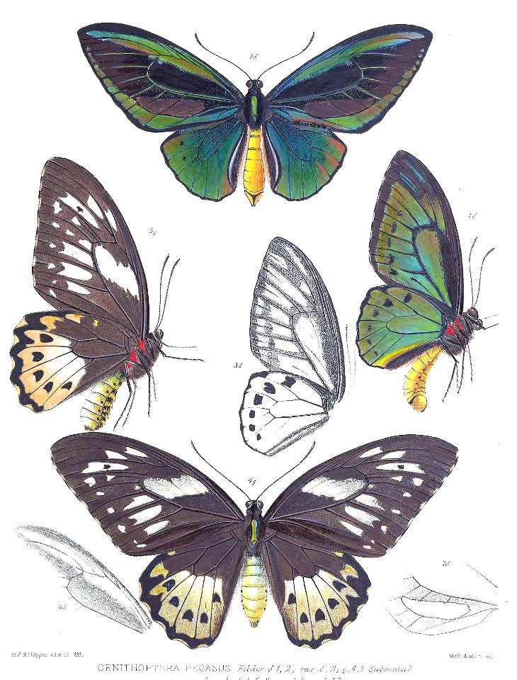 OrnithopteraPegasusRippon