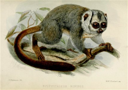 NyctipithecusRufipesKeulemans