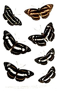 Nymphalidae3Ford1858
