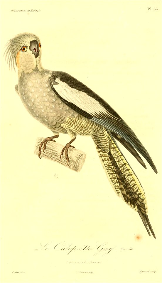 Nymphicus hollandicus 1831 (femelle)