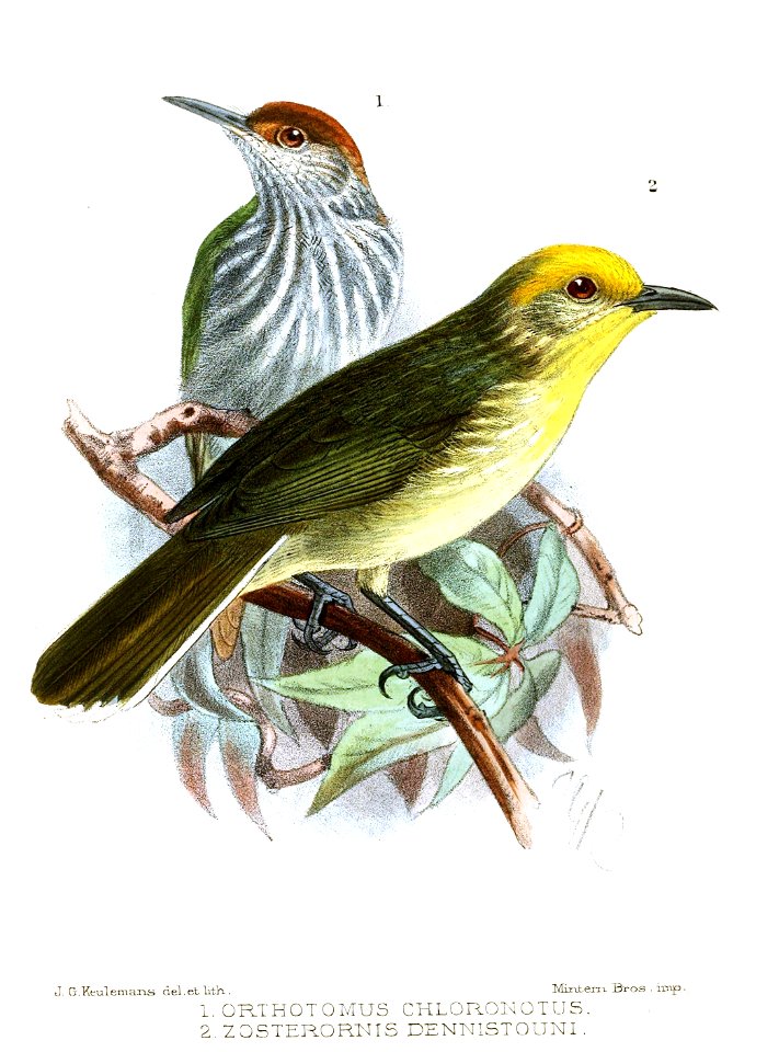 OrthotomusZosterornisKeulemans