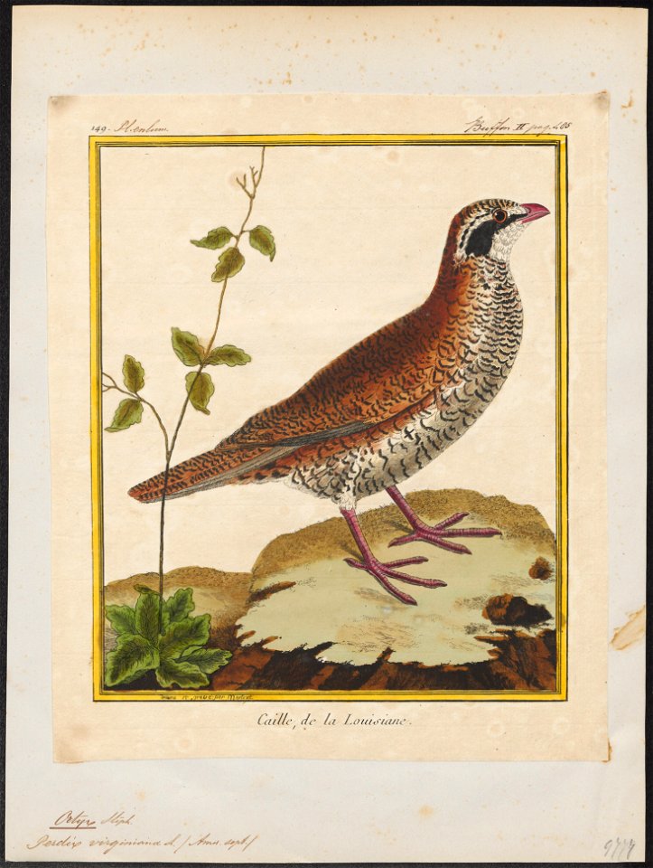 Ortix virginianus - 1700-1880 - Print - Iconographia Zoologica - Special Collections University of Amsterdam - UBA01 IZ17100217