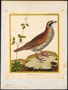 Ortix virginianus - 1700-1880 - Print - Iconographia Zoologica - Special Collections University of Amsterdam - UBA01 IZ17100217