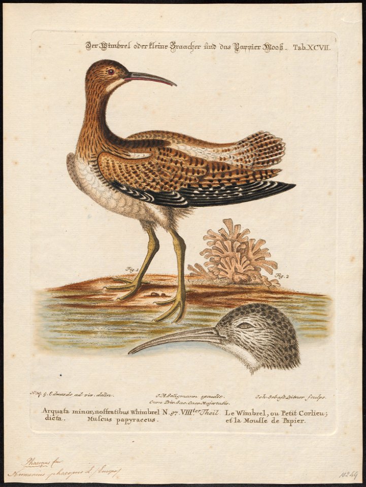 Numenius phaeopus - 1700-1880 - Print - Iconographia Zoologica - Special Collections University of Amsterdam - UBA01 IZ17400077