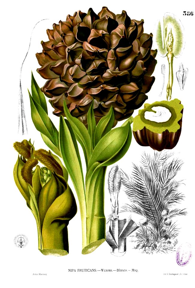 Nypa fruticans Blanco2.386