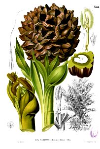 Nypa fruticans Blanco2.386