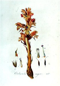 Orobanche major — Flora Batava — Volume v2