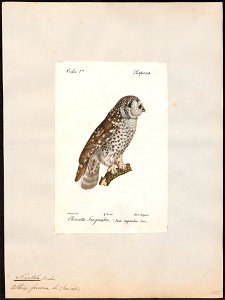 Nyctala funerea - 1842-1848 - Print - Iconographia Zoologica - Special Collections University of Amsterdam - UBA01 IZ18400209