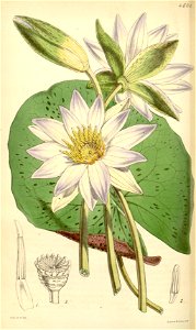Nymphaea elegans Bot. Mag. 77. 4604. 1851