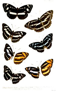 Nymphalidae2Ford1858