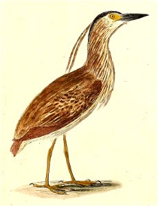 Nycticorax caledonicus crassirostris. Free illustration for personal and commercial use.