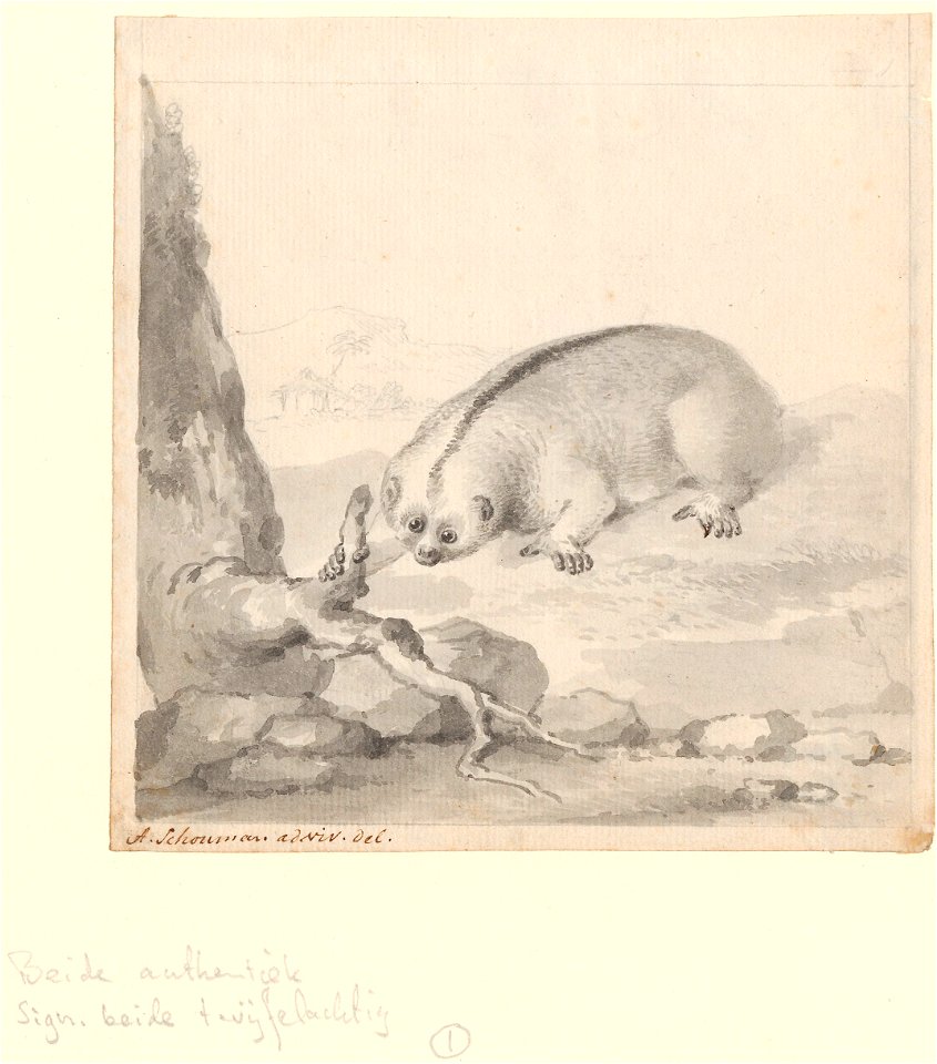 Nycticebus coucang - 1710-1792 - Print - Iconographia Zoologica - Special Collections University of Amsterdam - UBA01 IZA1000698