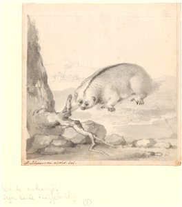 Nycticebus coucang - 1710-1792 - Print - Iconographia Zoologica - Special Collections University of Amsterdam - UBA01 IZA1000698