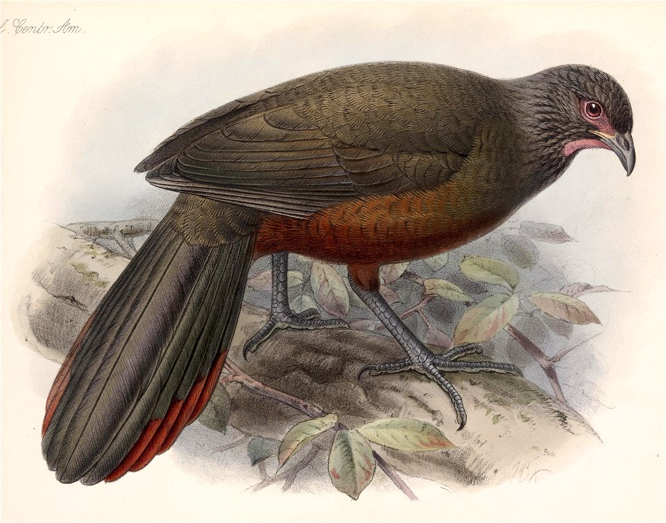 Ortalis wagleri 1902