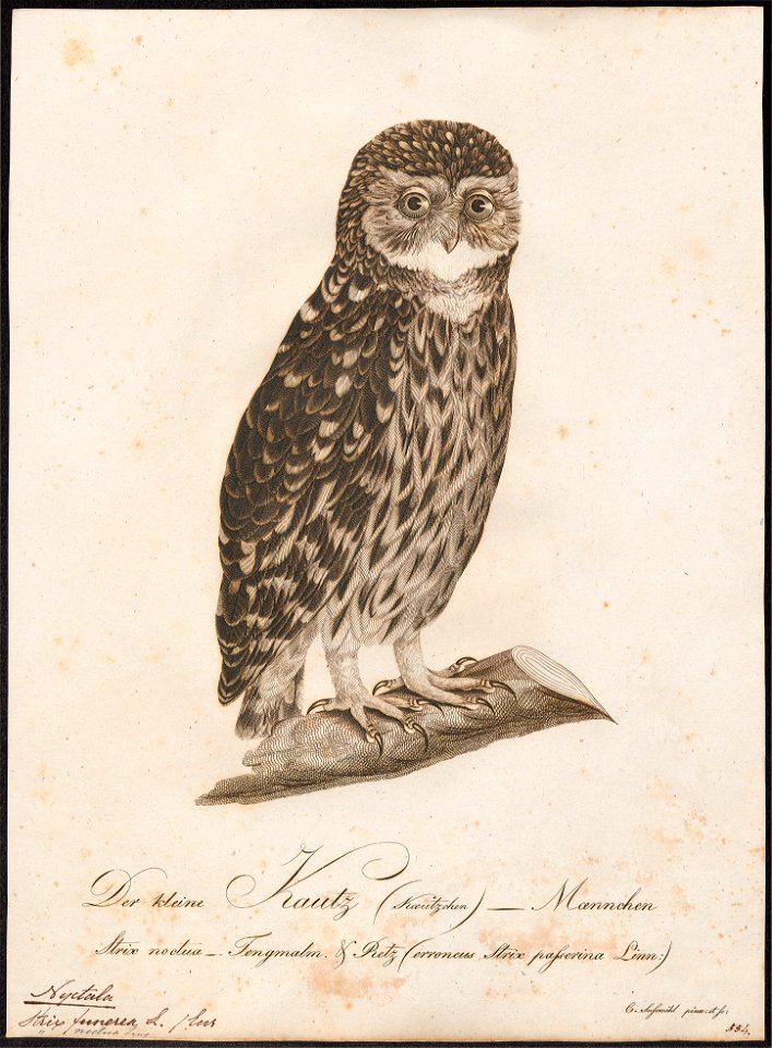 Nyctala funerea - 1800-1812 - Print - Iconographia Zoologica - Special Collections University of Amsterdam - UBA01 IZ18400211