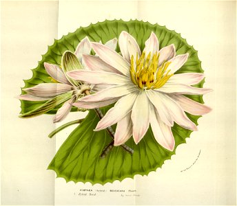 Nymphaea boucheana Fl. des Serres 10. 1033-1034. 1854-55