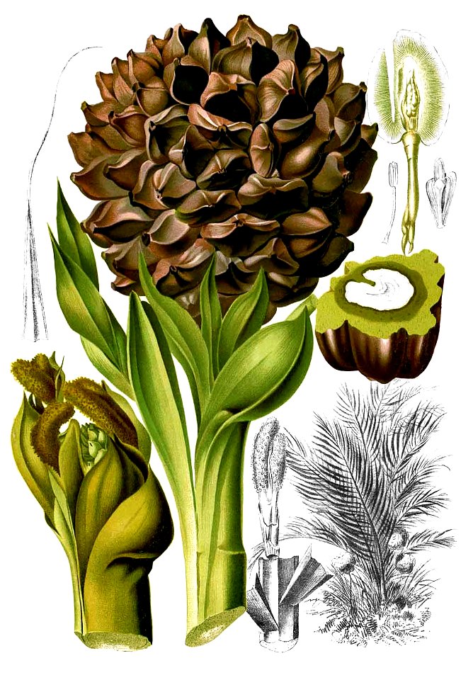 Nypa fruticans Blanco2.386-cropped